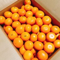 冬の風物詩　みかん配送が減少「収穫シーズンも極端な忙しさはない」