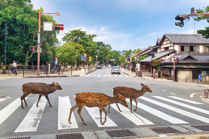 横断歩道手前の「動かぬ」歩行者…いつまで待つのか