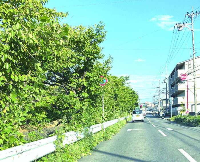 トラックドライバー「道路標識が見えない」　街路樹が事故リスクに？