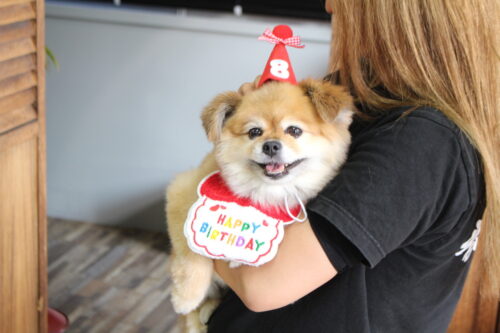 春心商事の「琥風（こかぜ）会長」　社員癒やす看板犬